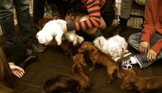 Thumbnail_463717_382215541869120_161166047_o