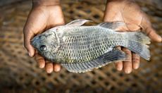 Thumbnail_fish